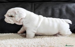 English Bulldog dogs for sale: Purebred English Bulldog Puppies ✨ - Image 4