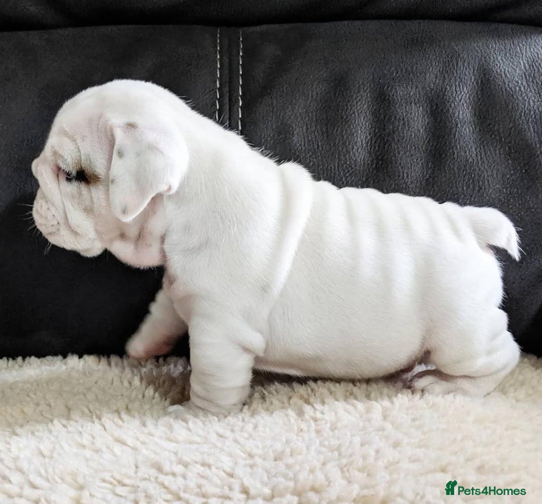 English Bulldog dogs for sale: Purebred English Bulldog Puppies ✨ - Image 4
