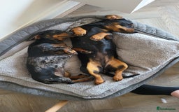 Miniature Dachshund dogs for sale: 2x Miniature Dachshund  - Image 5