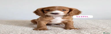 Cocker Spaniel 6