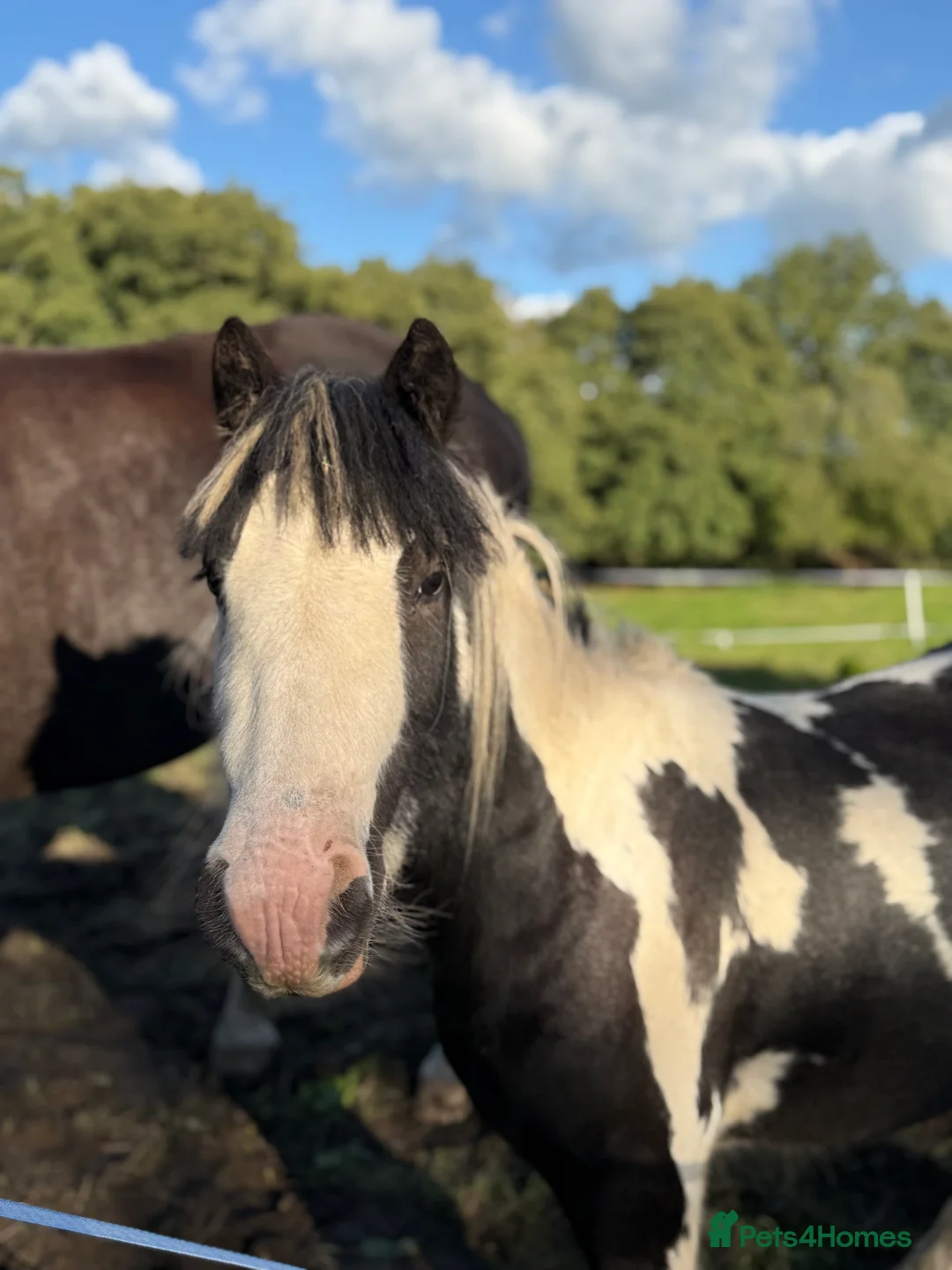 Irish Cob horses for sale: Piebald gelding for sale - Advert 4