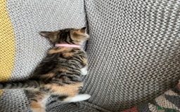 European cats for sale: Beautiful Tabby kittens  - Image 5