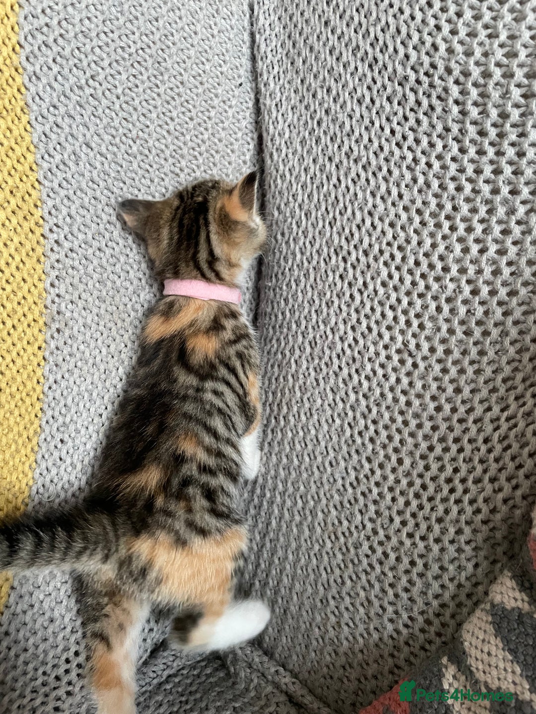 European cats for sale: Beautiful Tabby kittens  - Image 5