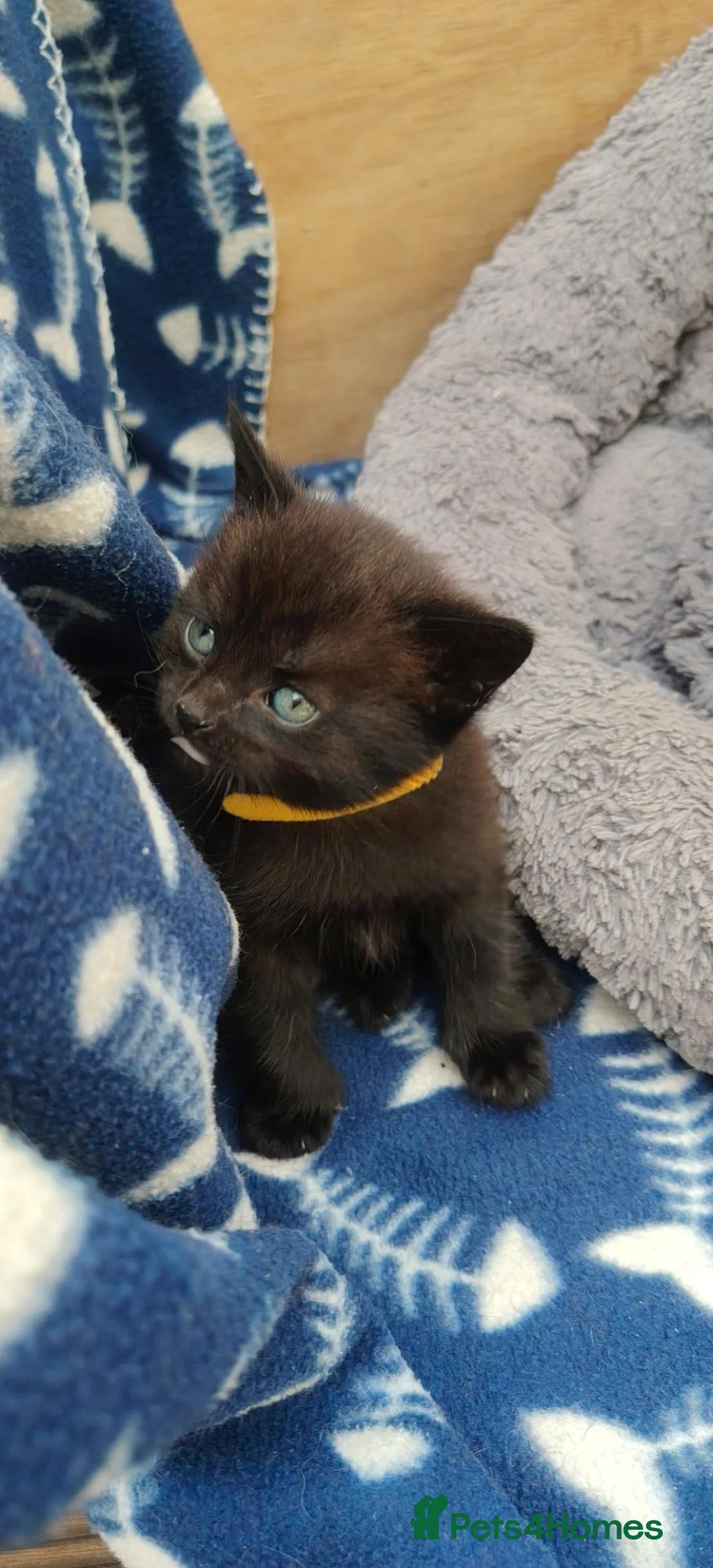 British Shorthair cats for sale: Two kittens seeking new loving homes - Advert 8