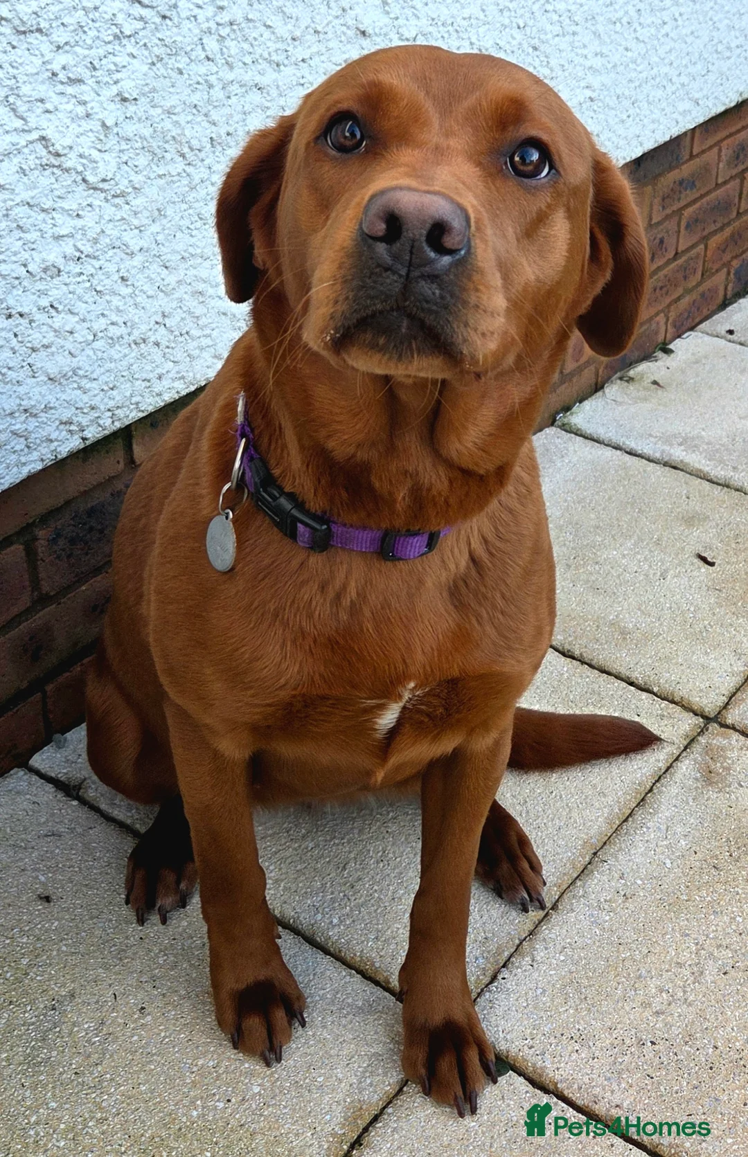 Labrador Retriever dogs for sale: Dark Fox Red Labrador Puppies - Advert 4