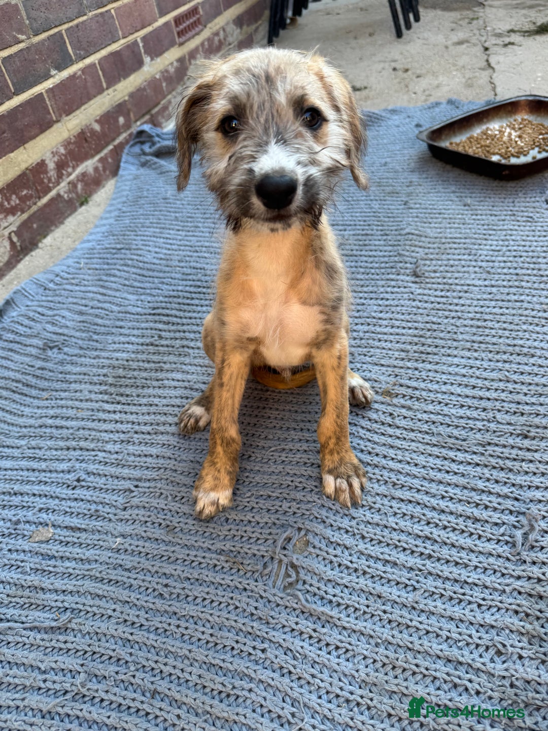 Mixed Breed dogs for sale: wheaten bull saluki whippet greyhounds - Image 5