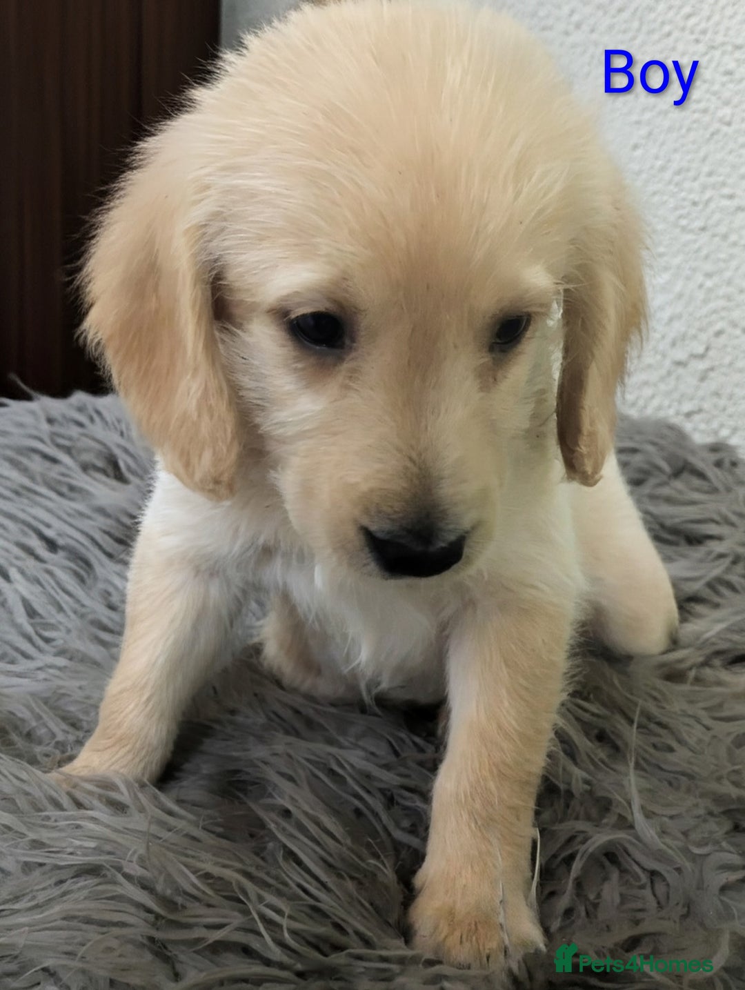 Labradoodle dogs for sale: Miniature F1 Labradoodle Puppies - Advert 9