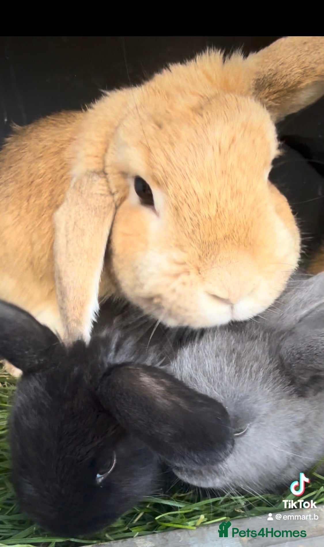 Mini Lop rabbits Pure bred mini lop bunnies - ready 8/7/26 - Advert 2