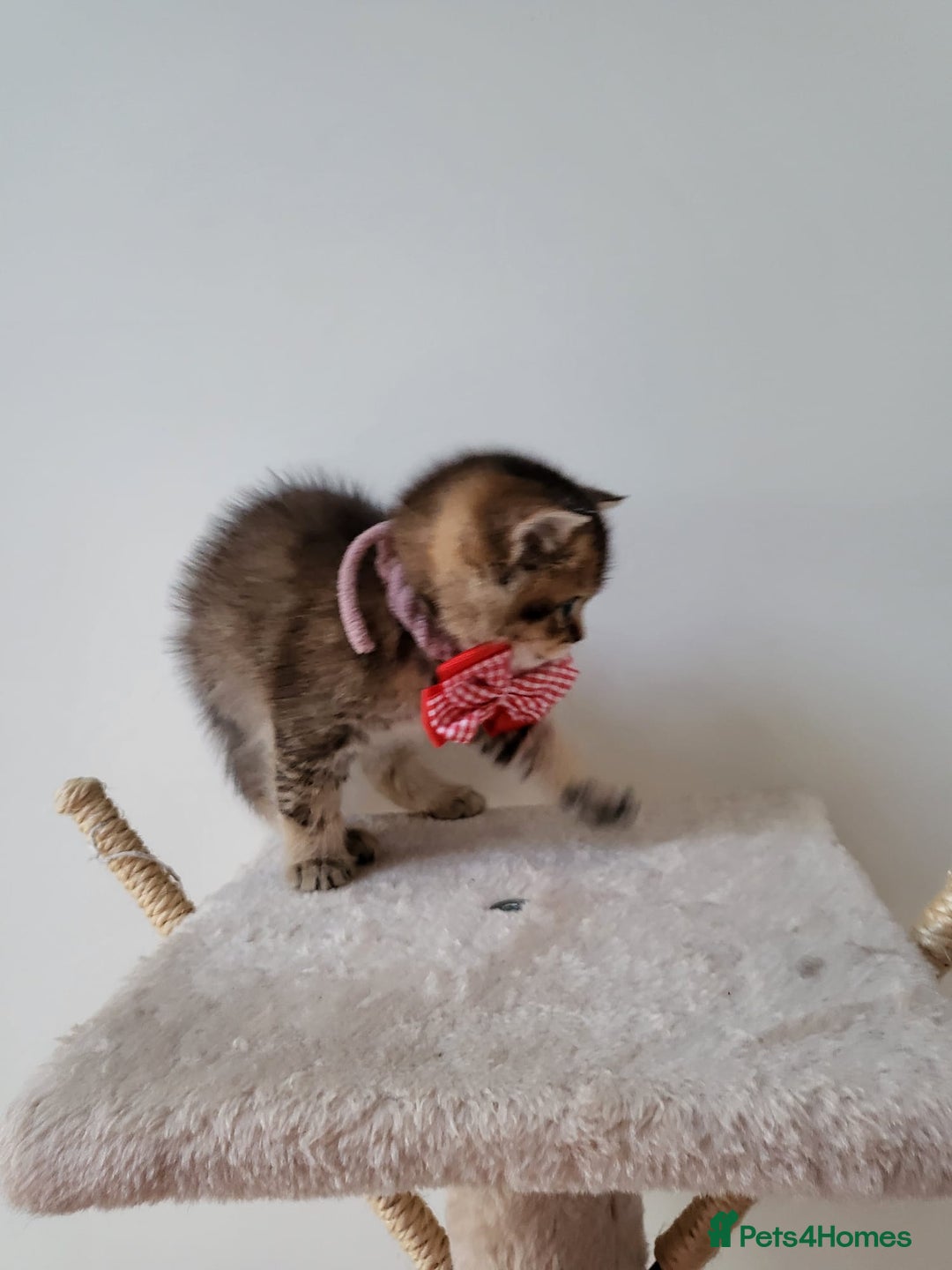 British Shorthair cats for sale:  **  **  **  ** BRITISH SHORTLY **  **  **  **   - Advert 15