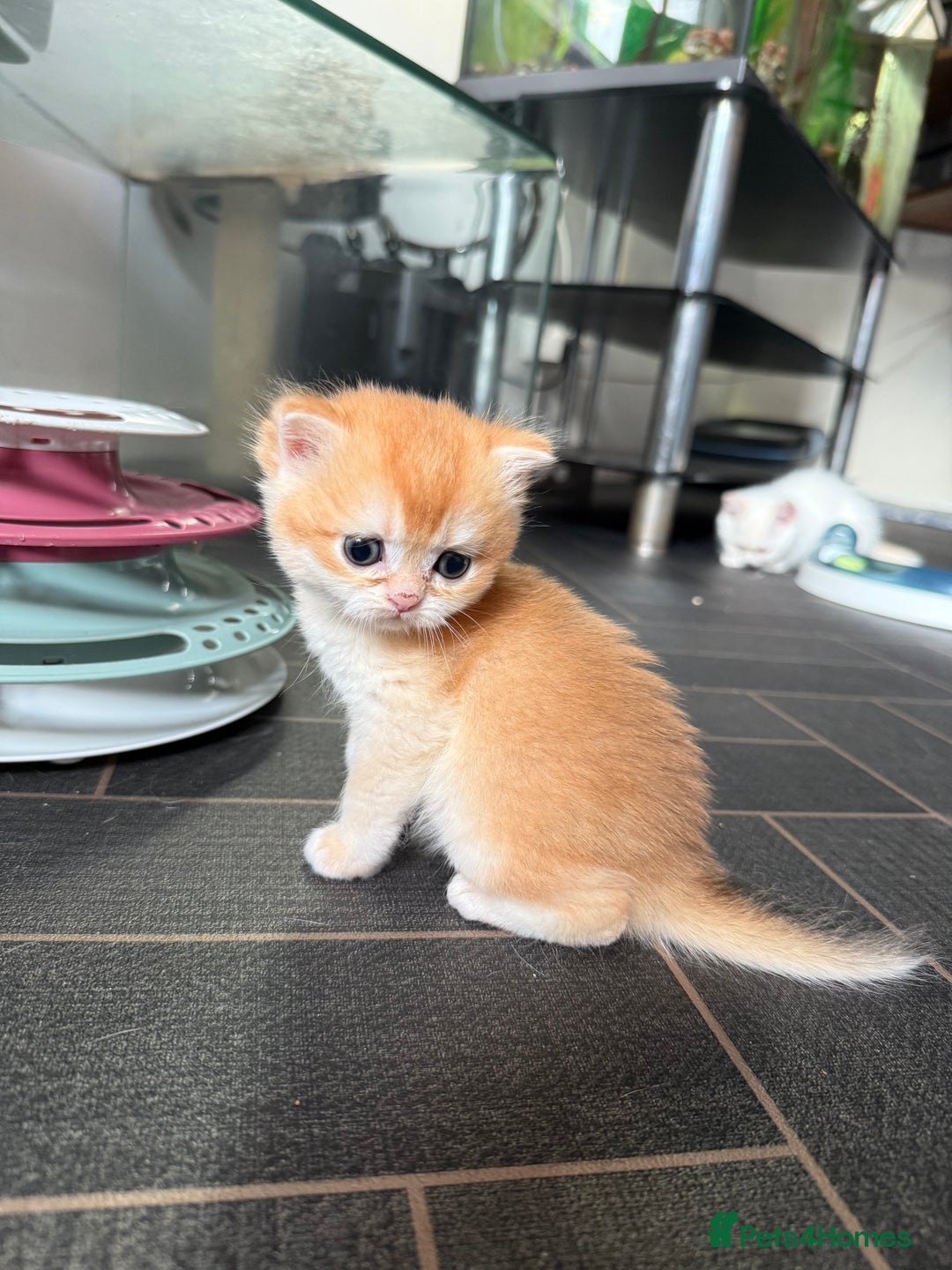 British Shorthair cats for sale: GCCF reg BSH Chocolate and Black Golden Kittens - Advert 30