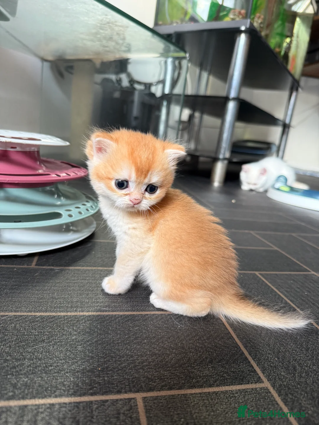 British Shorthair cats for sale: GCCF reg BSH Last Black Golden Female Kitten - Advert 27