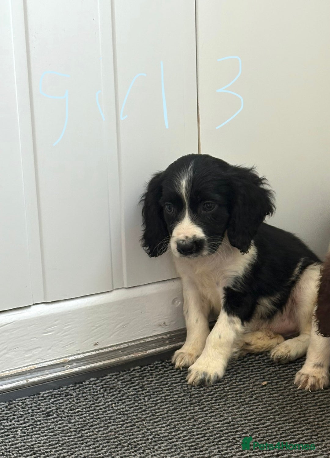 Cocker Spaniel dogs for sale: Cockerspaniel puppies  - Image 3