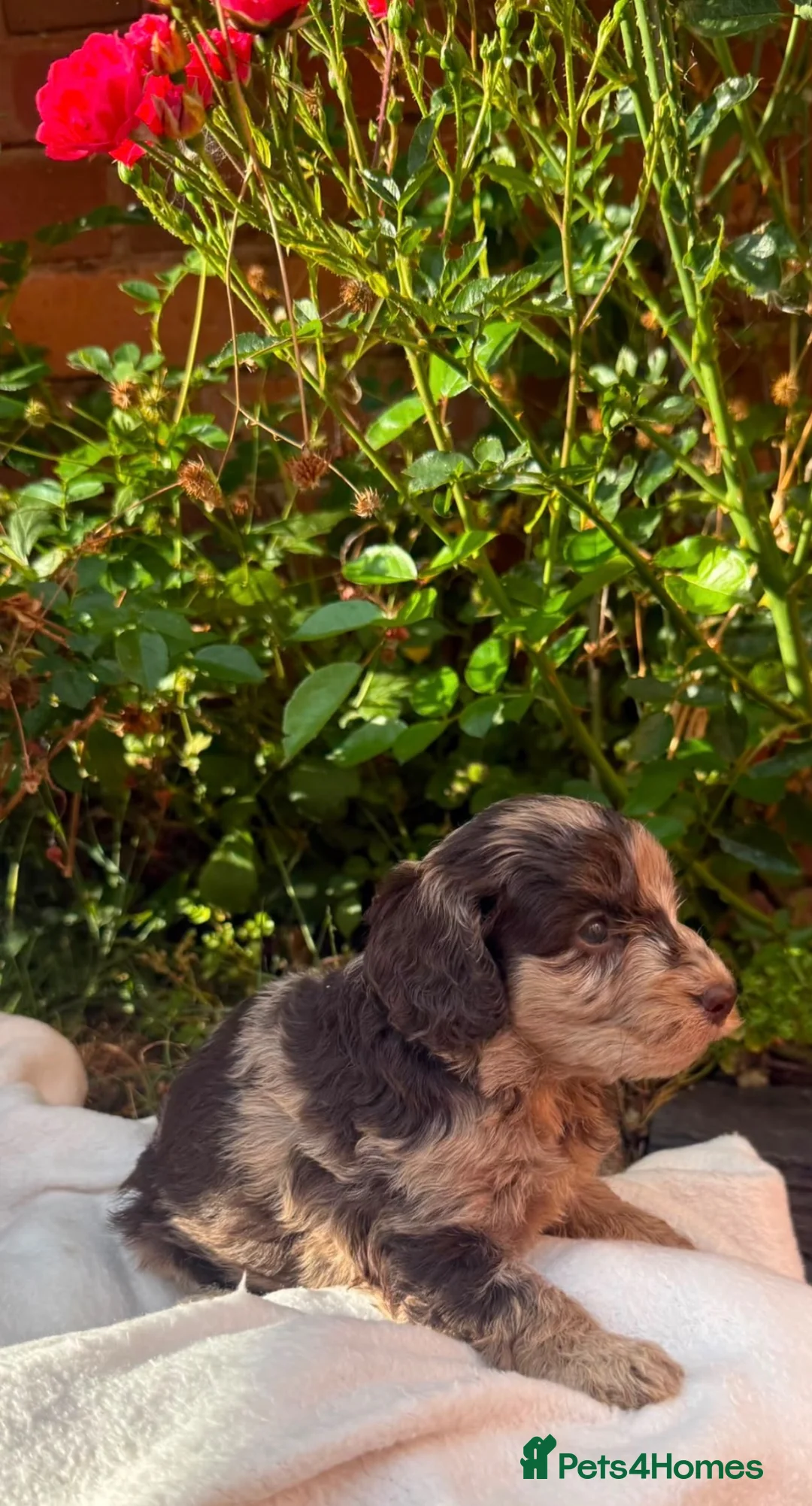 Cockapoo dogs for sale: Cockapoo puppies - Advert 2