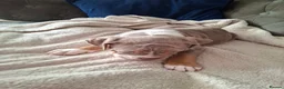Old Tyme Bulldog dogs for sale: Old tyme bulldog puppies for sale - Advert 8