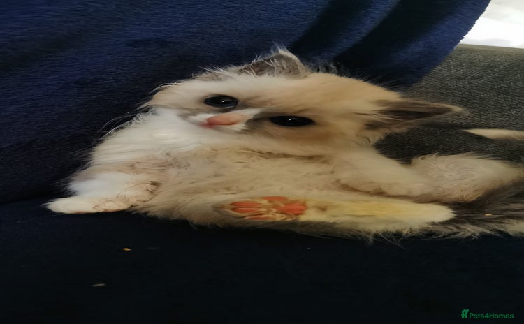 Siberian cats - Advert 7