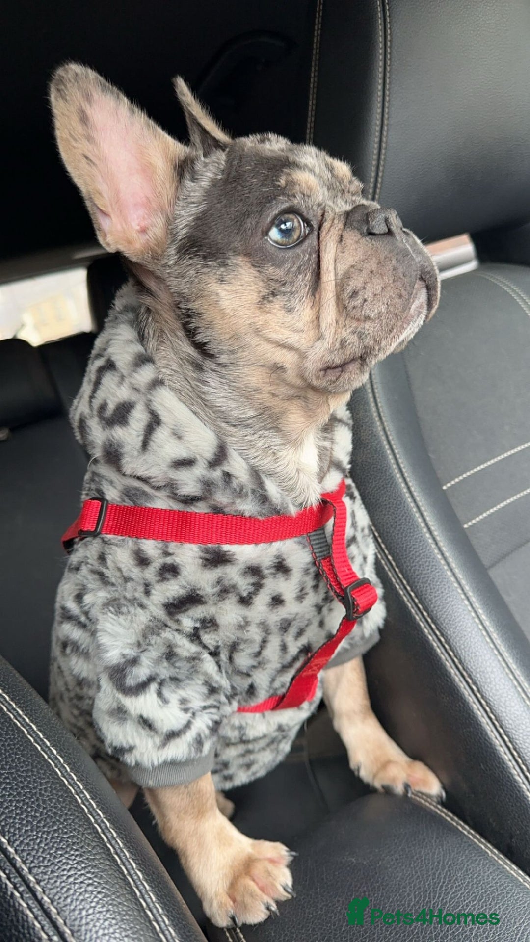 French Bulldog dogs for stud: Biscuit the KC REGISTERED French Bulldog Stud 💙🐶 - Advert 13