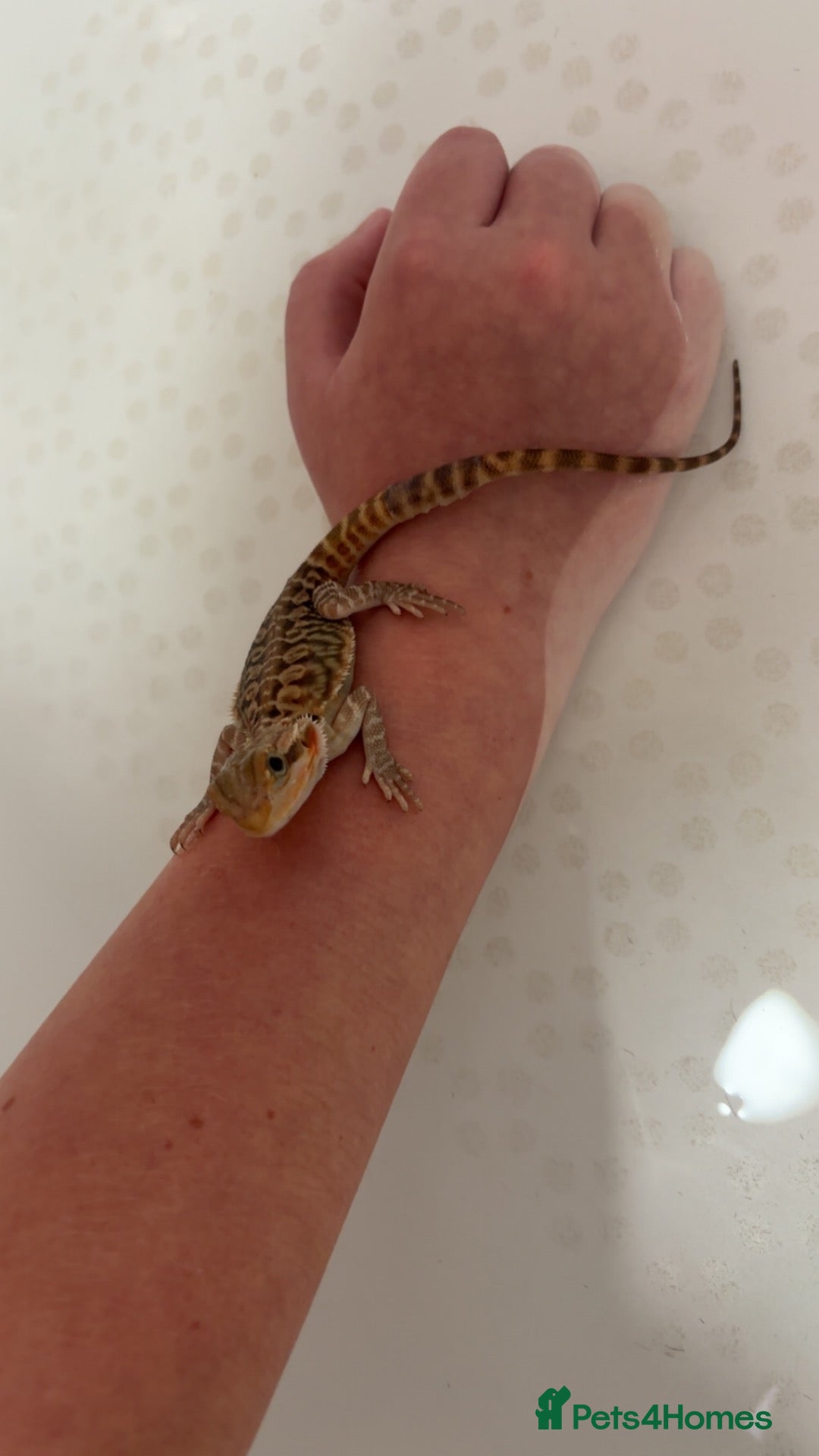 Bearded Dragon reptiles Baby bearded dragon  - Advert 2