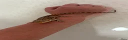 Bearded Dragon reptiles for sale: Baby bearded dragon  - Advert 1