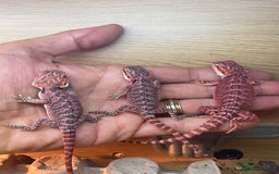 Bearded Dragon reptiles for sale: Baby high red morph bearded dragons  - Image 5