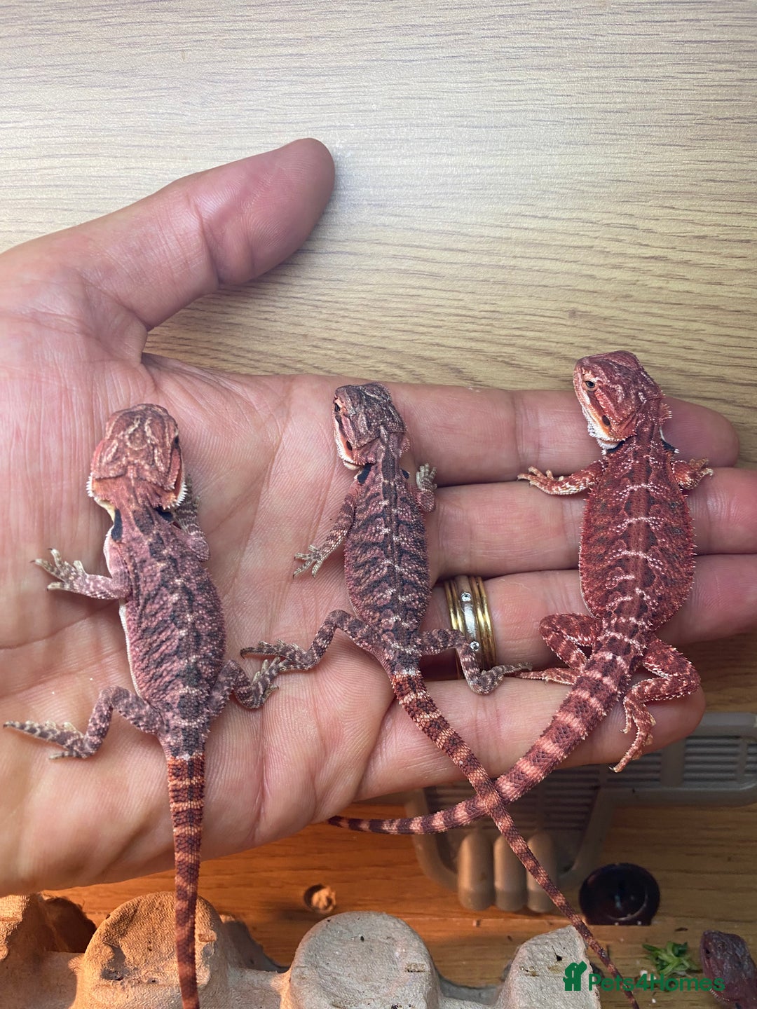 Bearded Dragon reptiles for sale: Baby high red morph bearded dragons  - Image 5