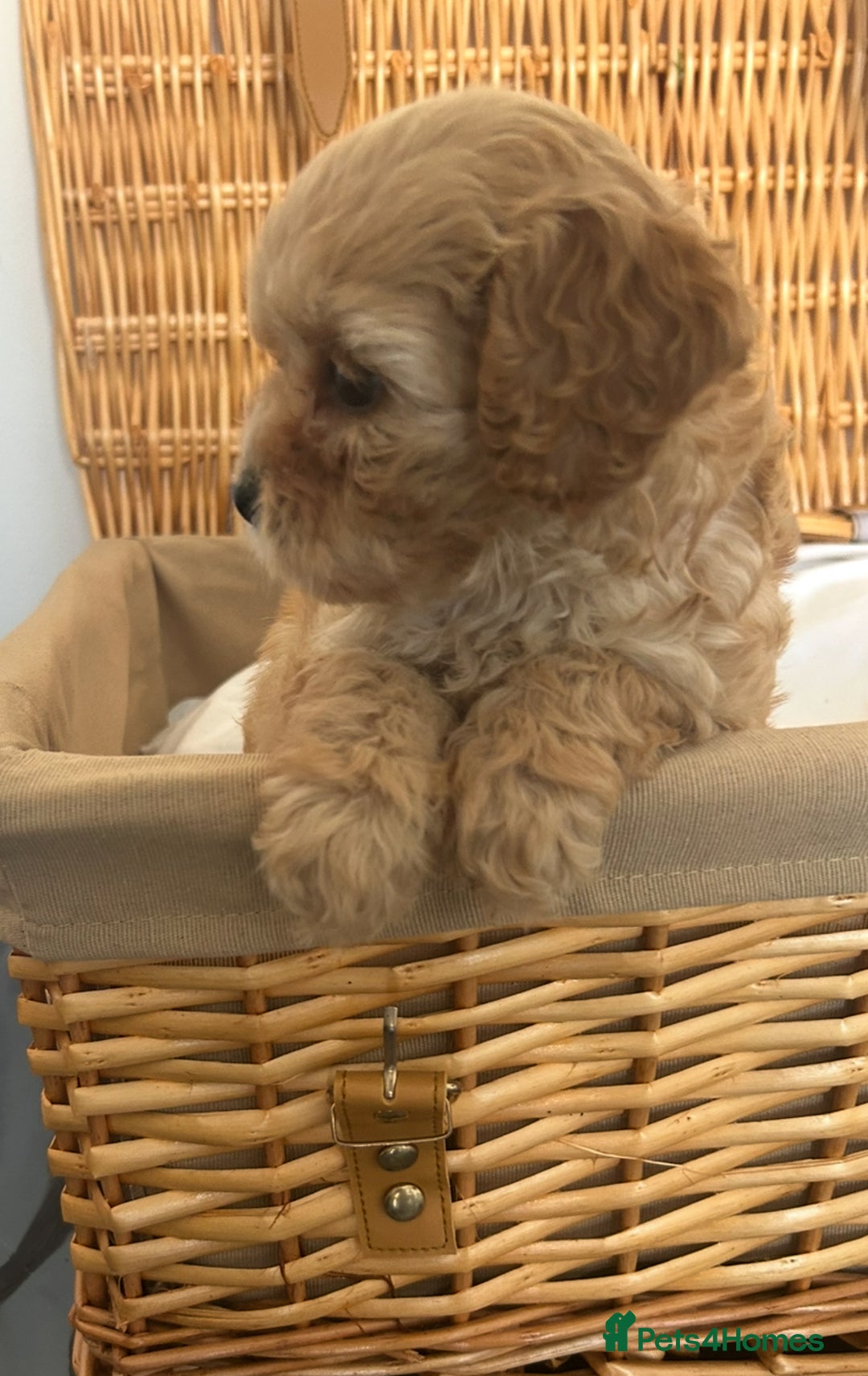 Cavapoo dogs for sale: Stunning, F1 Cavapoo fully health tested parents  - Image 17