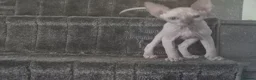 Sphynx cats for sale: I have two stunning kittens  - Advert 3