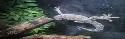 Gecko reptiles for sale: Tokay gecko for sale  - Advert 5