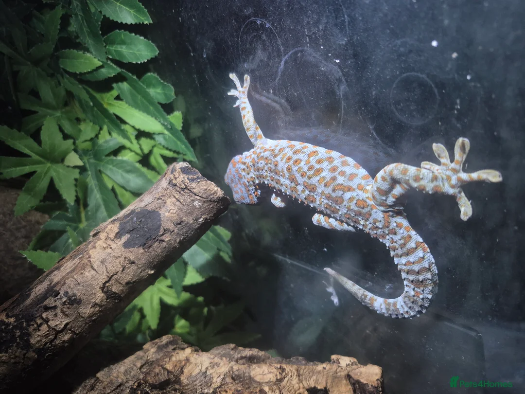 Gecko reptiles for sale: Tokay gecko for sale  - Advert 5