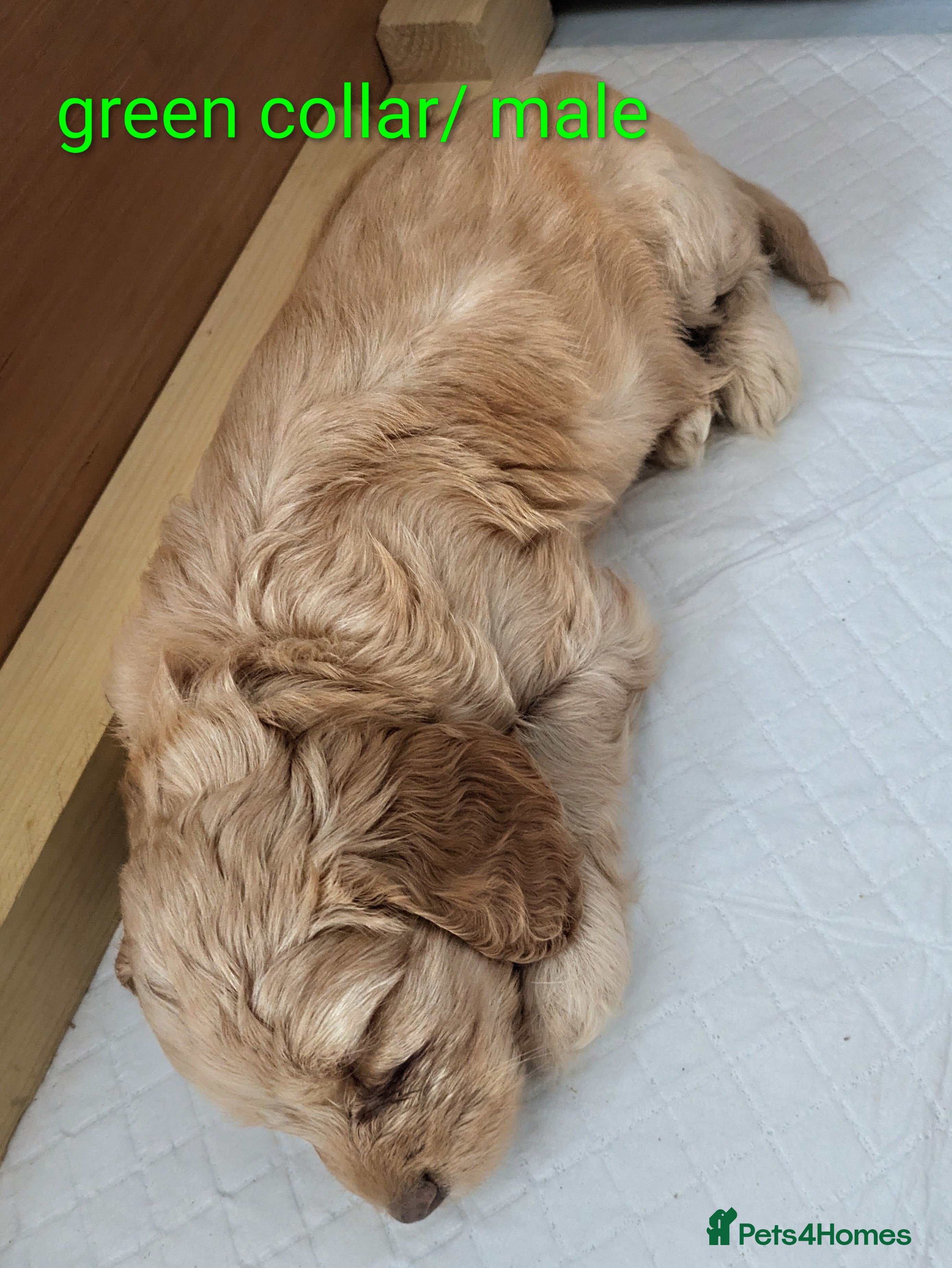 Cockapoo dogs GORGEOUS F1 COCKAPOOS  - Advert 2