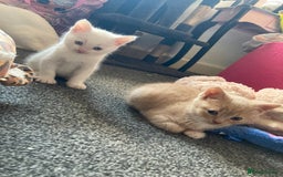 British Shorthair cats for sale: Kittens READY TO LEAVE British SH/Russian white - Image 8