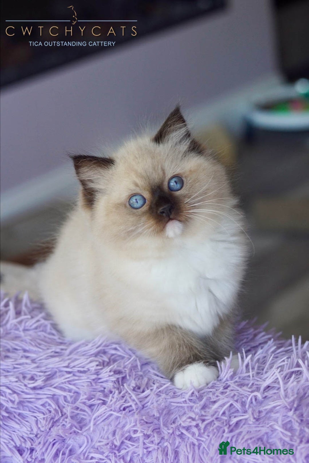 Ragdoll cats for sale: Pedigree Adult Ragdolls  - Advert 15