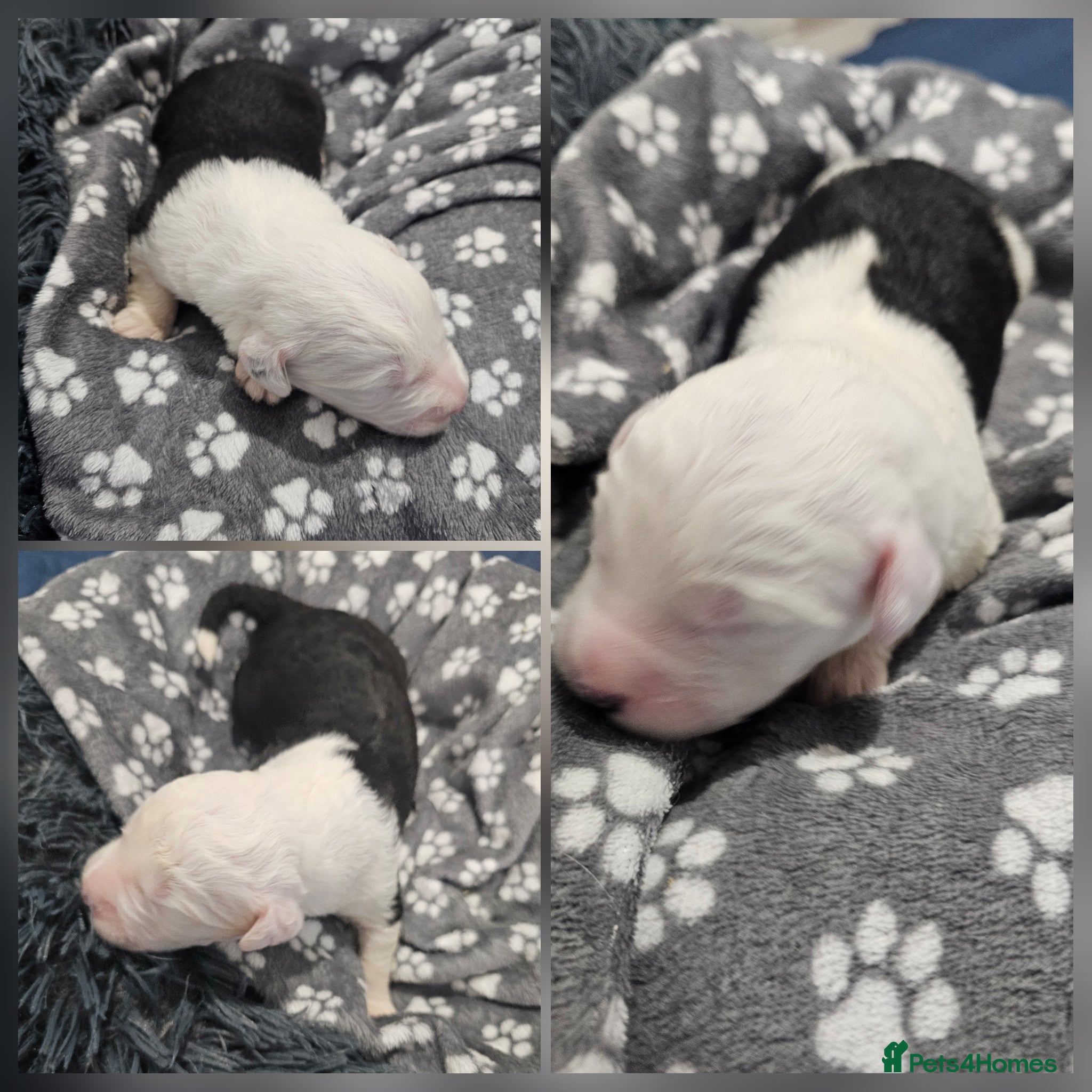 Old English Sheepdog dogs KC Old English Sheepdog PUPPIES EXPECTED - Advert 6