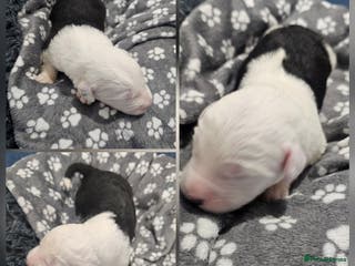 Old English Sheepdog dogs KC Old English Sheepdog PUPPIES EXPECTED - Advert 7