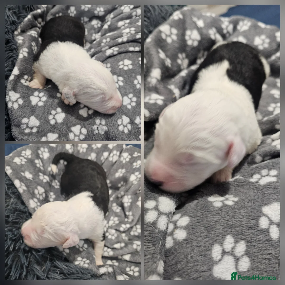 Old English Sheepdog dogs for sale: KC Old English Sheepdog PUPPIES EXPECTED - Advert 1