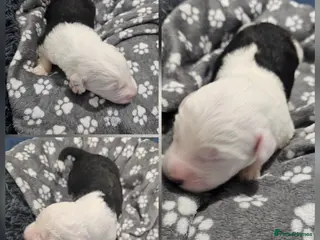 Old English Sheepdog dogs KC Old English Sheepdog PUPPIES EXPECTED - Advert 8