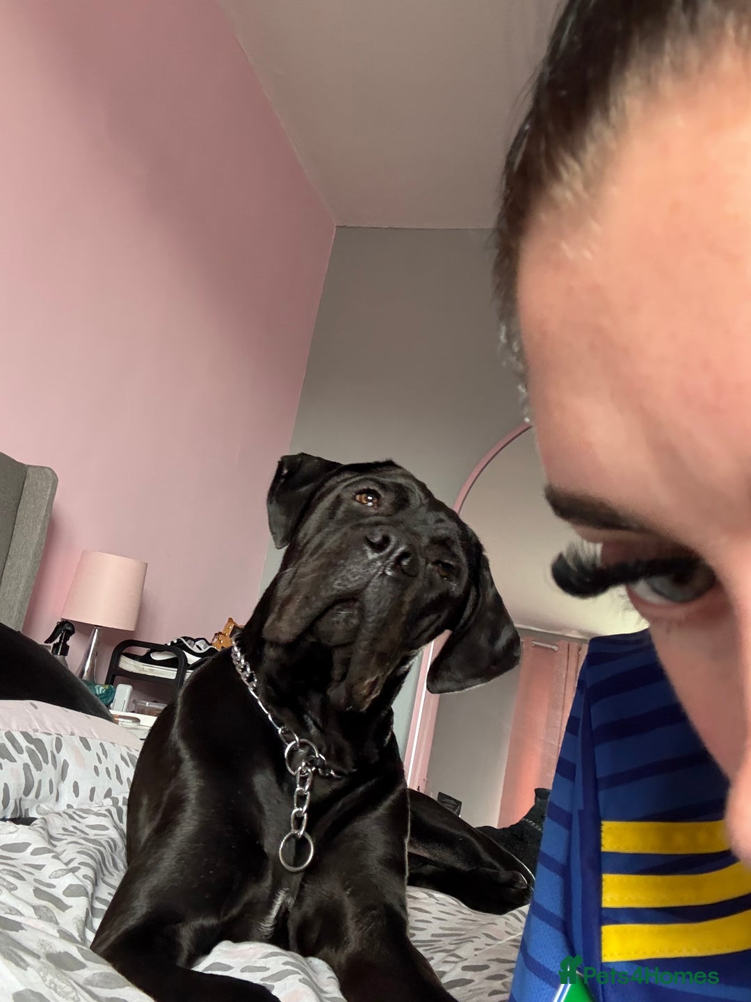 Cane Corso dogs for sale: 1 year old male cane Corso  - Image 6