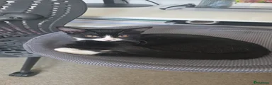 Jiji