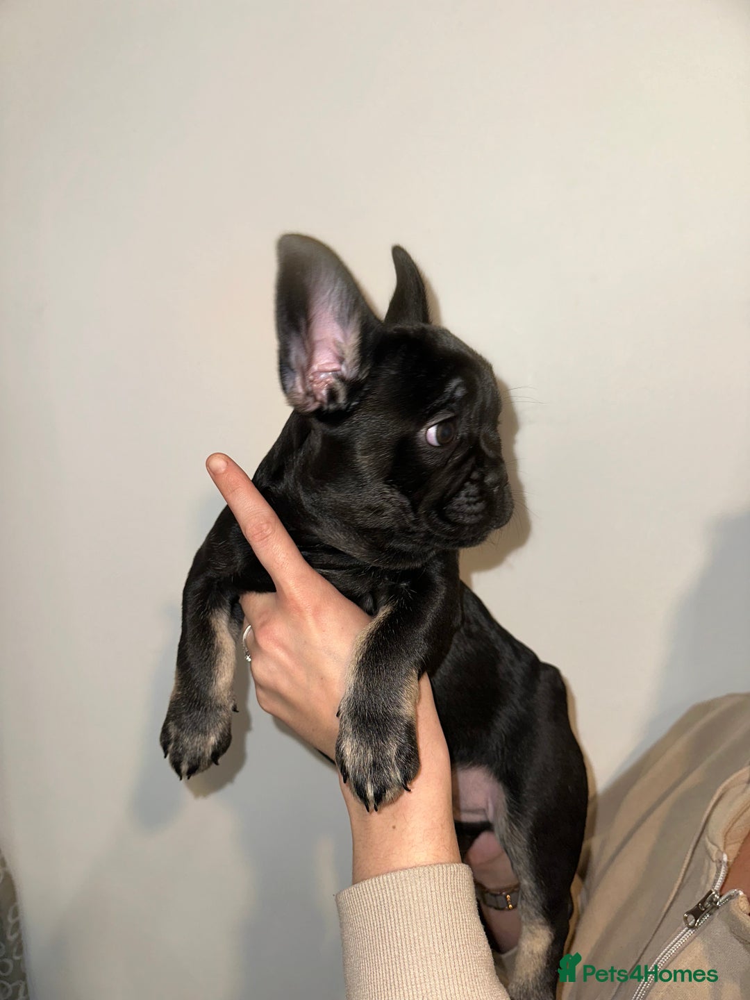 French Bulldog dogs for sale: french bulldog puppys (1 stunning boy left) - Advert 5