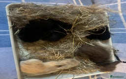 Mini Lion Lop rabbits for sale: Gorgeous lion lop babies  - Image 23