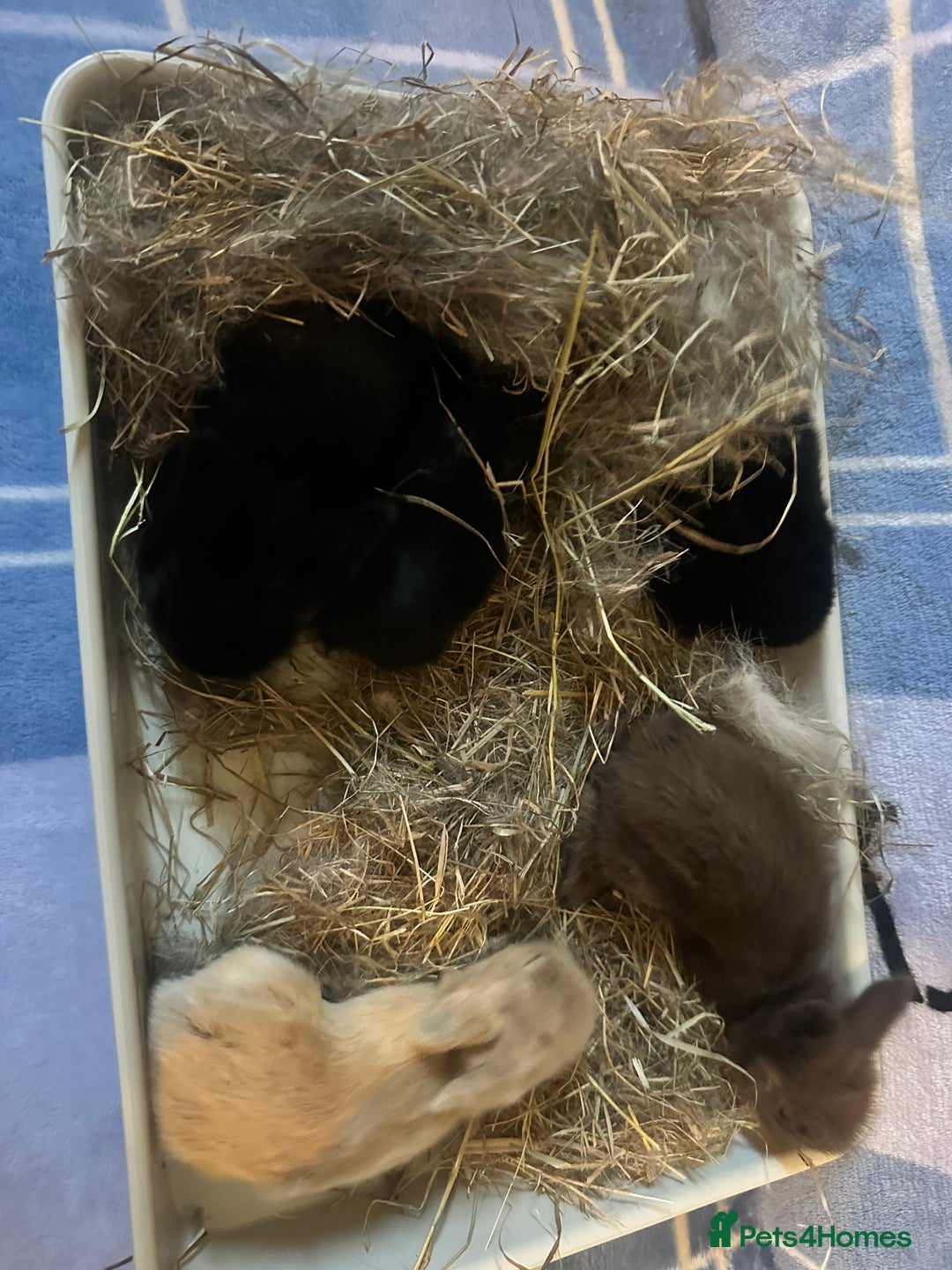 Mini Lion Lop rabbits for sale: Gorgeous lion lop babies  - Image 23