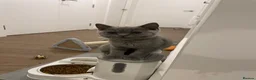 British Shorthair cats for sale: Pedigree British shorthair kittens  - Advert 7
