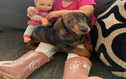 Miniature Dachshund dogs for sale: Stunning coloured dapple dachshund - Image 1