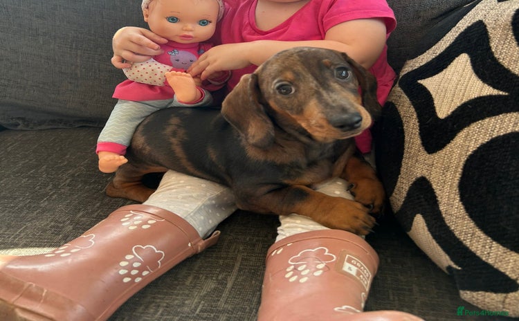 Miniature Dachshund dogs - Advert 1