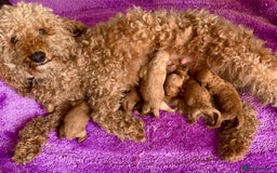 Mixed Breed dogs for sale: Toy poodle puppies  - Image 10