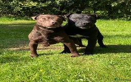 Patterdale Terrier dogs for sale: Patterdale terrier puppies  - Image 10