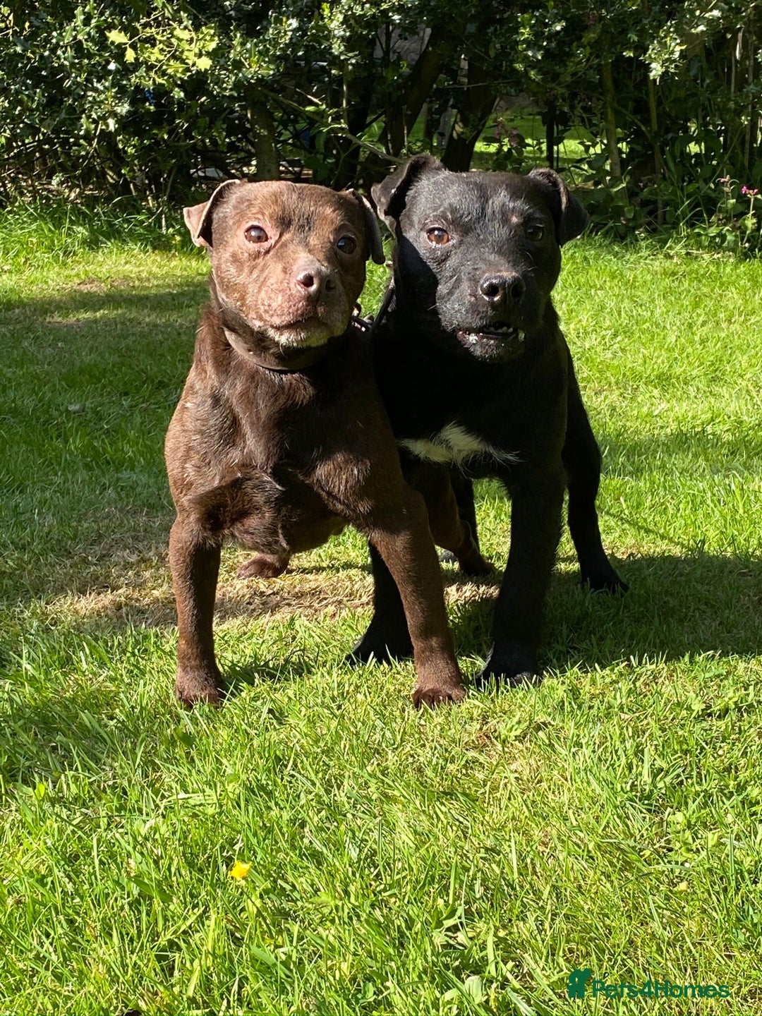 Patterdale Terrier dogs for sale: Patterdale terrier puppies  - Image 10