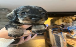 Dachshund dogs for sale: Kc Standard Wire Haired Dachshund Puppies - Image 4