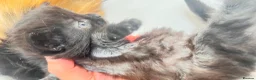 British Longhair cats for sale: Ready to reserve long fur fluffy kitties London  - Advert 23