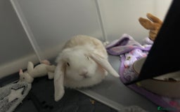 Mini Lop rabbits for sale: Mini dwarf lop rabbit  - Image 2