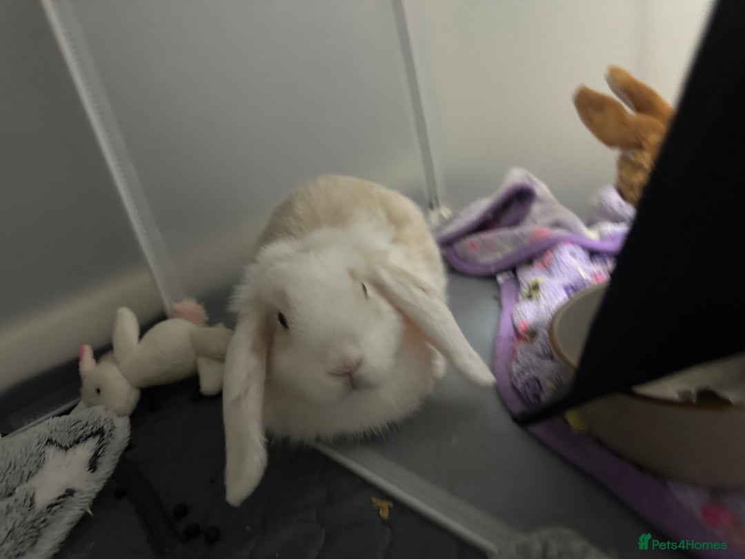 Mini Lop rabbits for sale: Mini dwarf lop rabbit  - Image 2